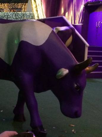 There were LOTS of purple cows at St George Square